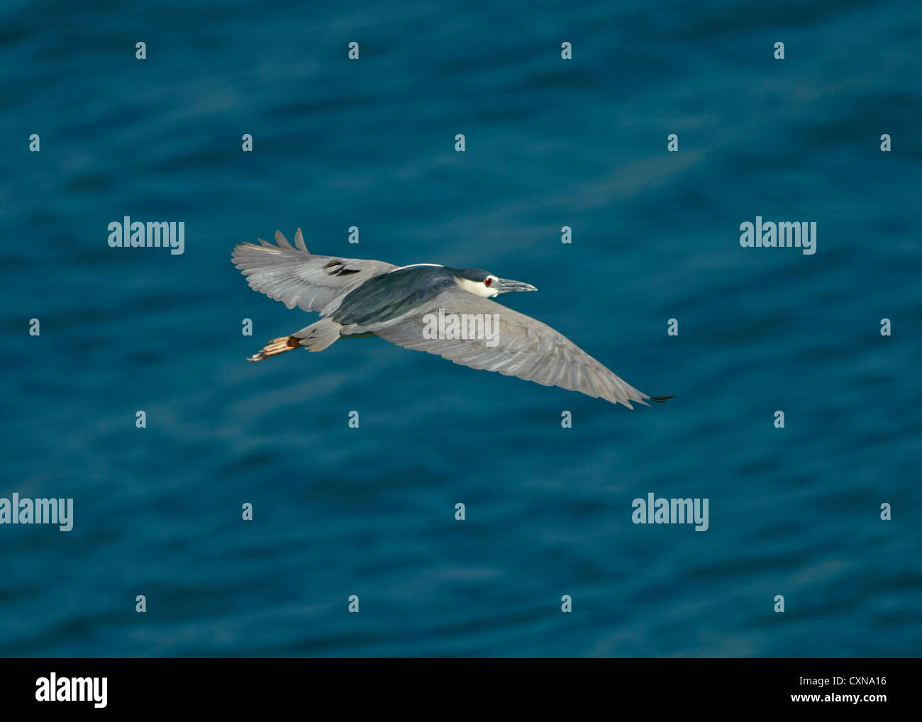 Nachtreiher Nycticorax Nycticorax im Flug über Meer Mandria Zypern April Stockfoto