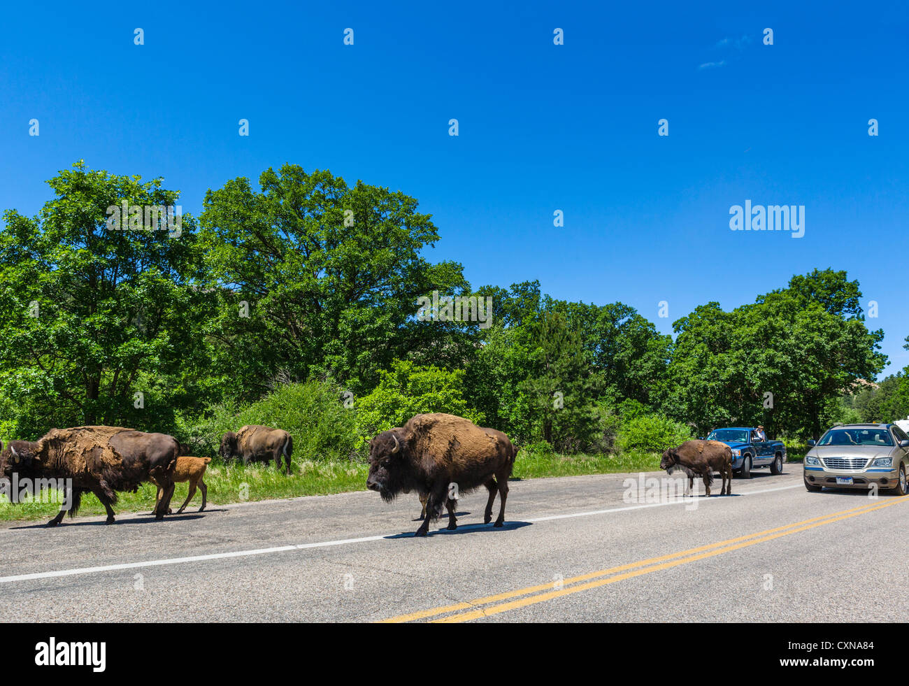 Herde von Bison auf Wildlife Loop Road im Custer State Park, Black Hills, South Dakota, USA Stockfoto