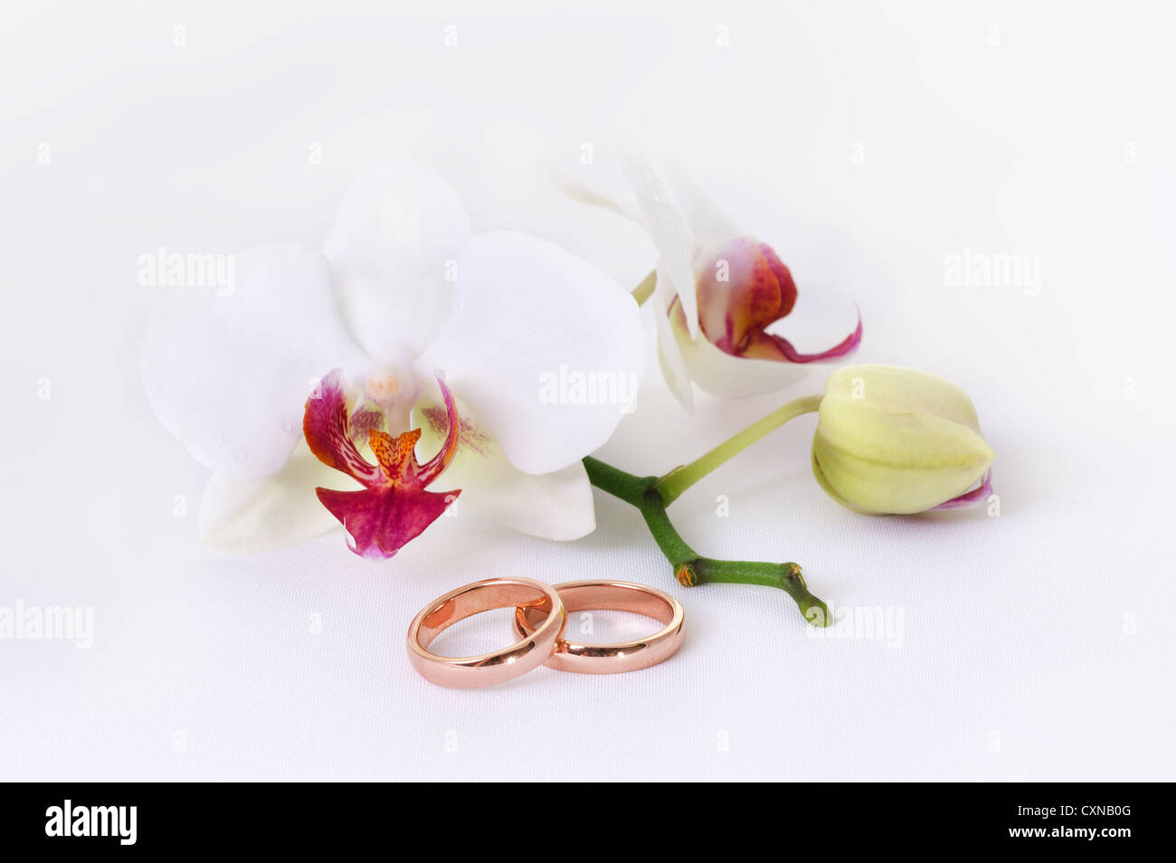 Orchid & Trauringe Stockfoto