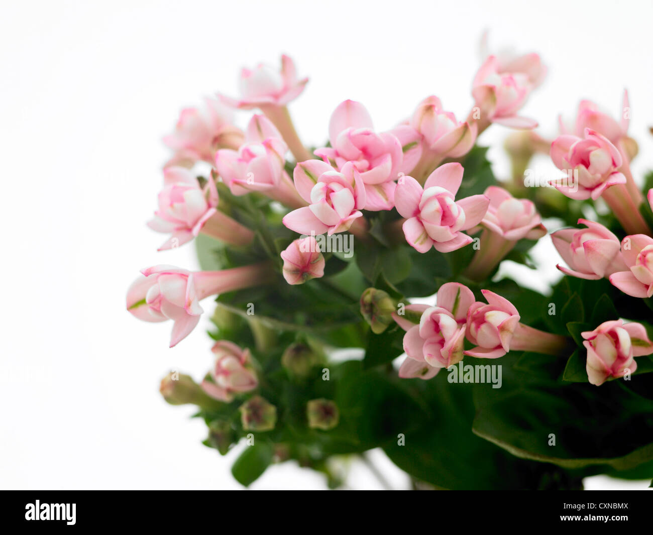Bouvardia Longiflora 'Pink Diamond' Trivialname Bouvardia Stockfoto