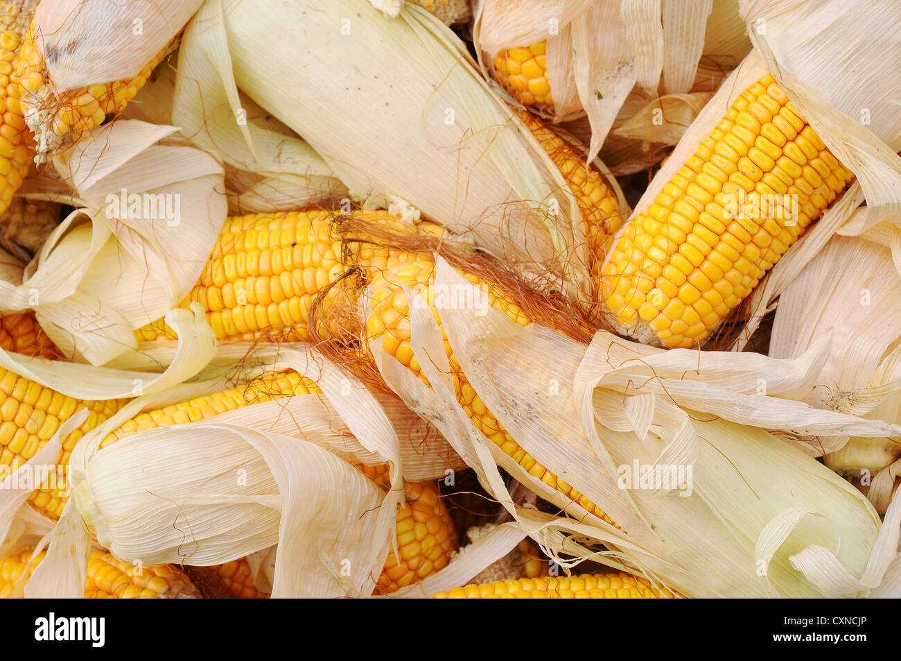 Haufen von Maiskolben im Herbst Stockfoto