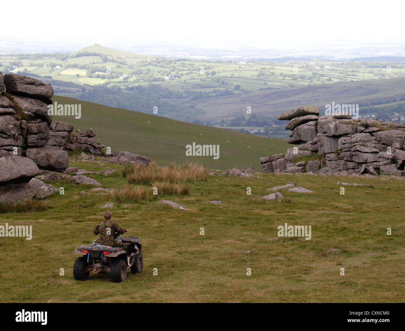 shepherd rounding up sheep on a quad bike, Dartmoor, Devon, UK Stockfoto