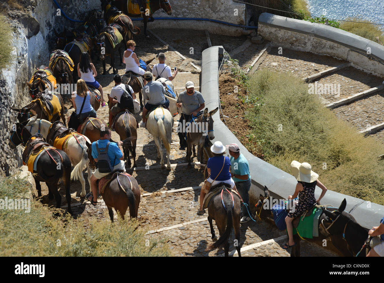 Eselreiten aus der Stadt Firáold, Hafen von Fira, Santorini, Cyclades, Süd Ägäis, Griechenland Stockfoto