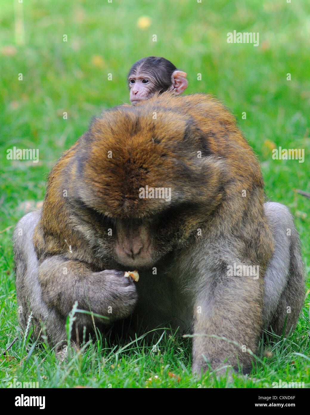 Baby-Berberaffe an Bord Männchen Stockfoto