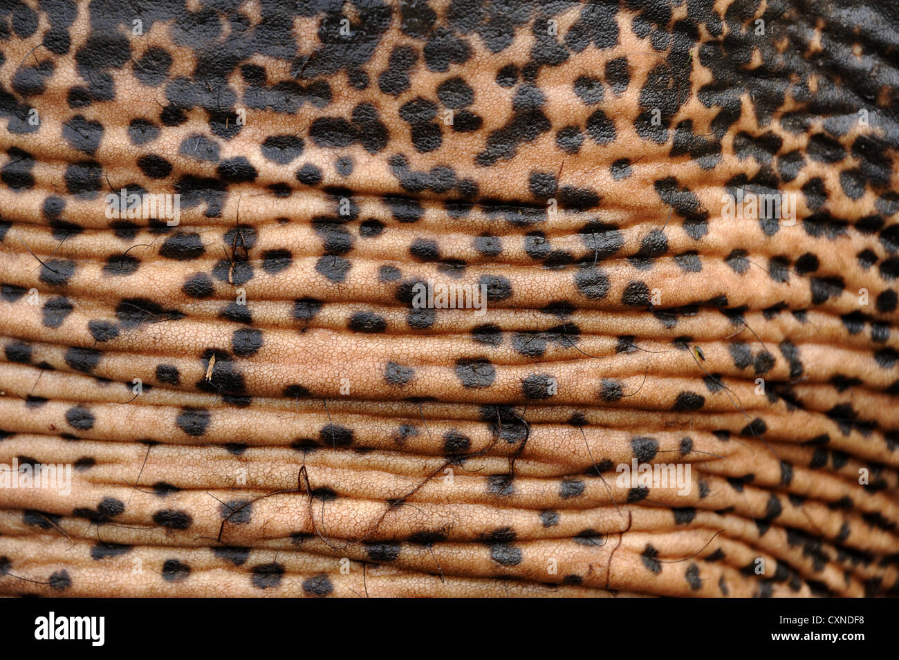 Nahaufnahme des Raums der asiatischen Elefanten Hautfarbe und Muster auf Stamm. Stockfoto