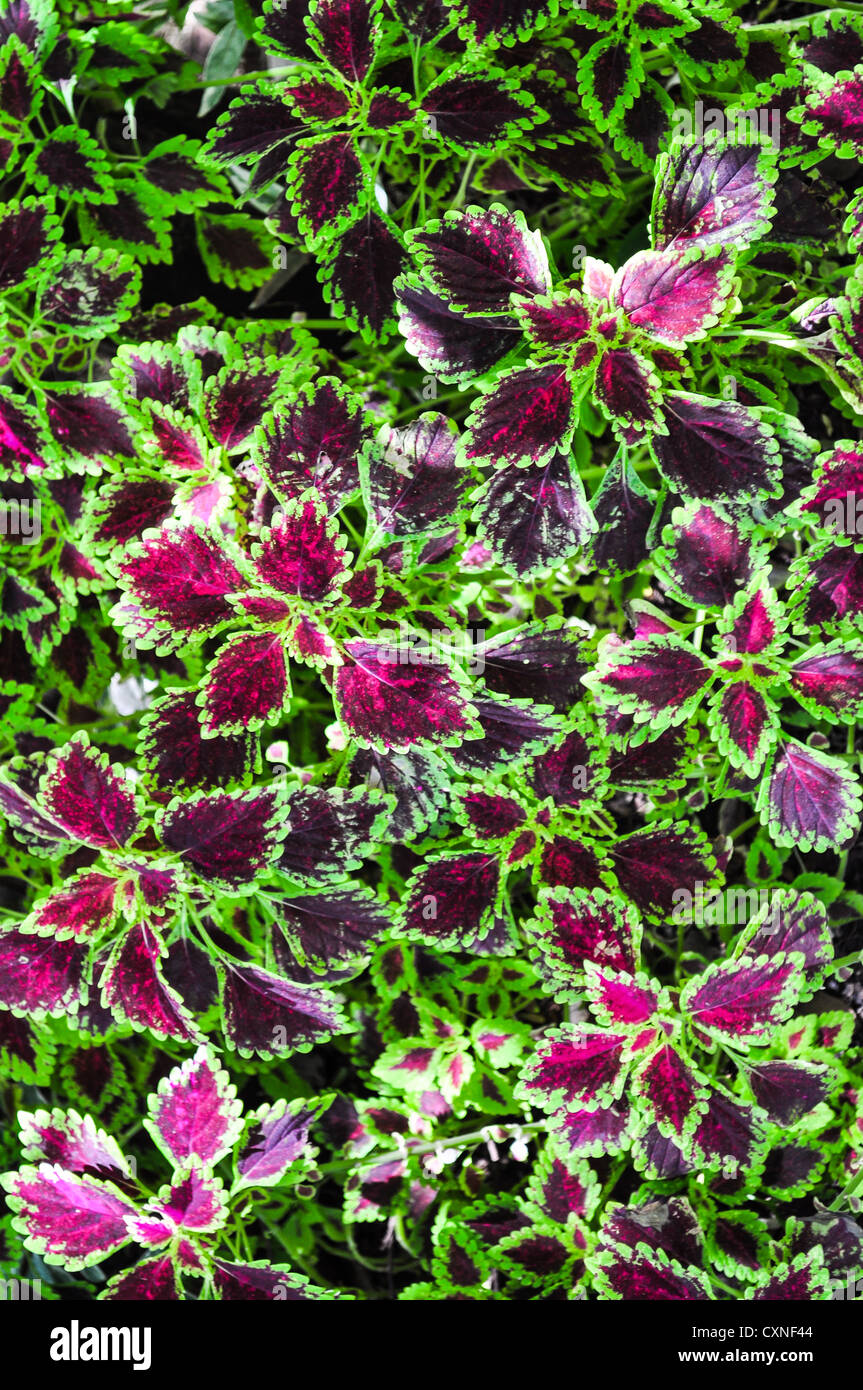 Flamme Brennnesselblätter (Coleus) Stockfoto