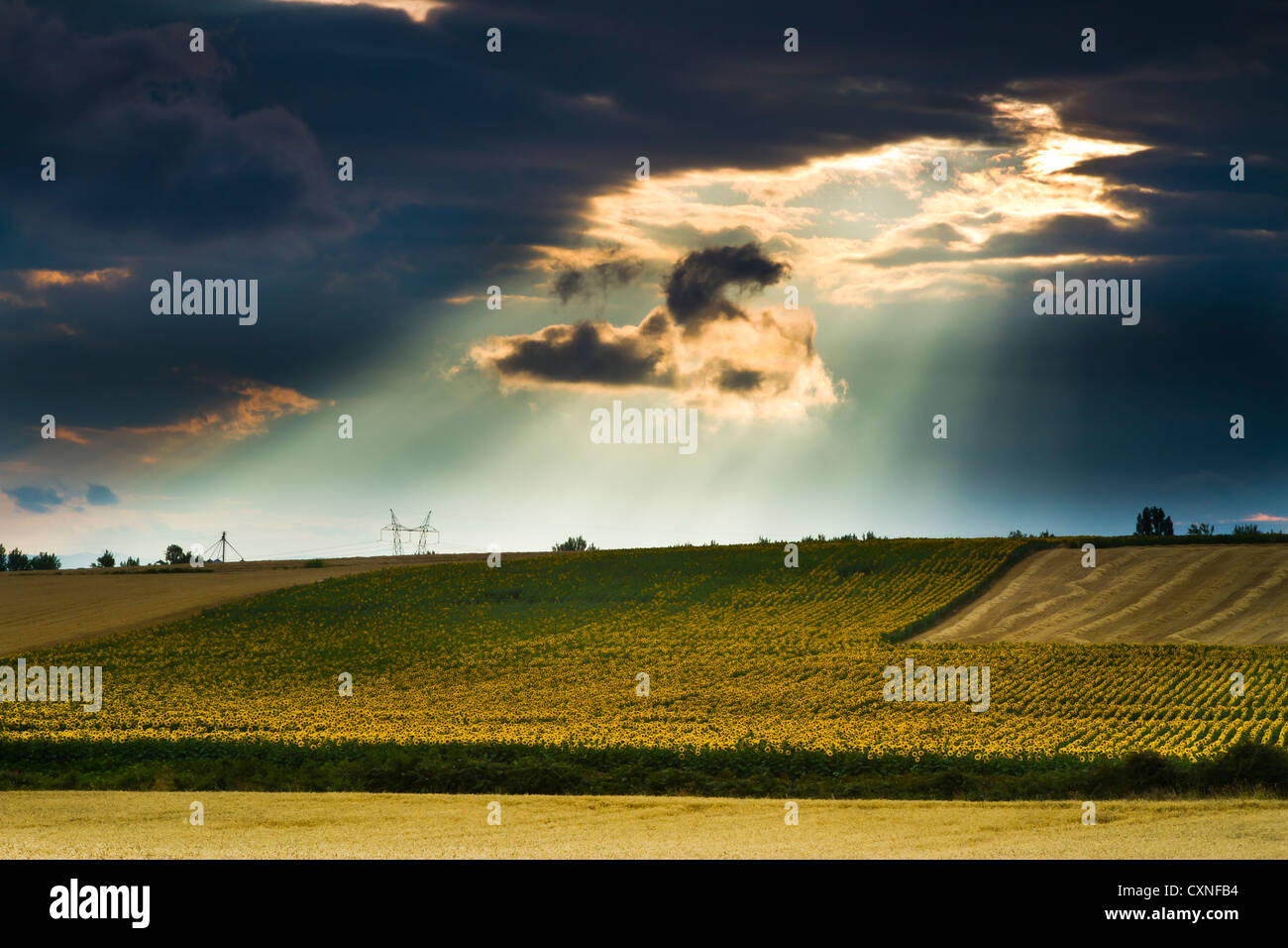 Sonnenblume (Helianthus Annuus) Feld und bedecktem Himmel. Pancorbo, Burgos, Kastilien und Leon, Spanien. Stockfoto