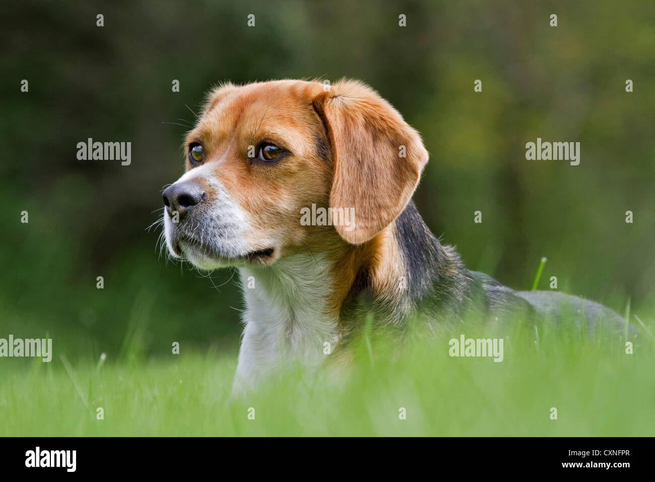 Tricolor Beagle Hund im Garten Stockfoto