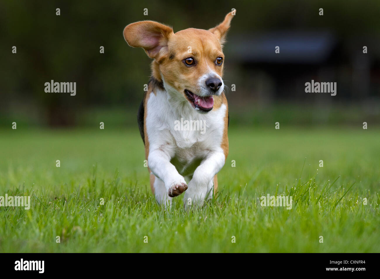 Tricolor Beagle Hund im Garten Stockfoto