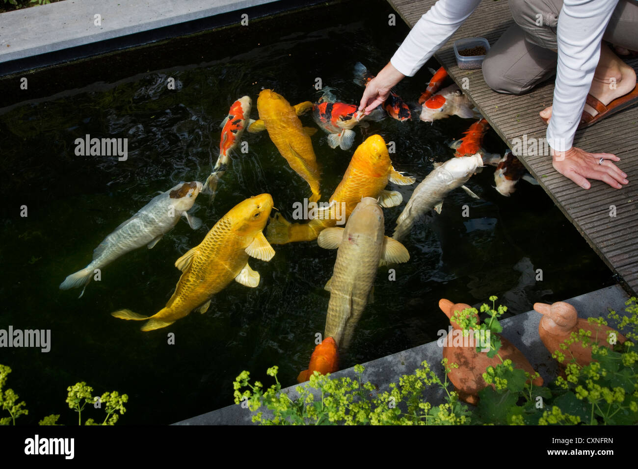 Fisch von hand füttern -Fotos und -Bildmaterial in hoher Auflösung – Alamy