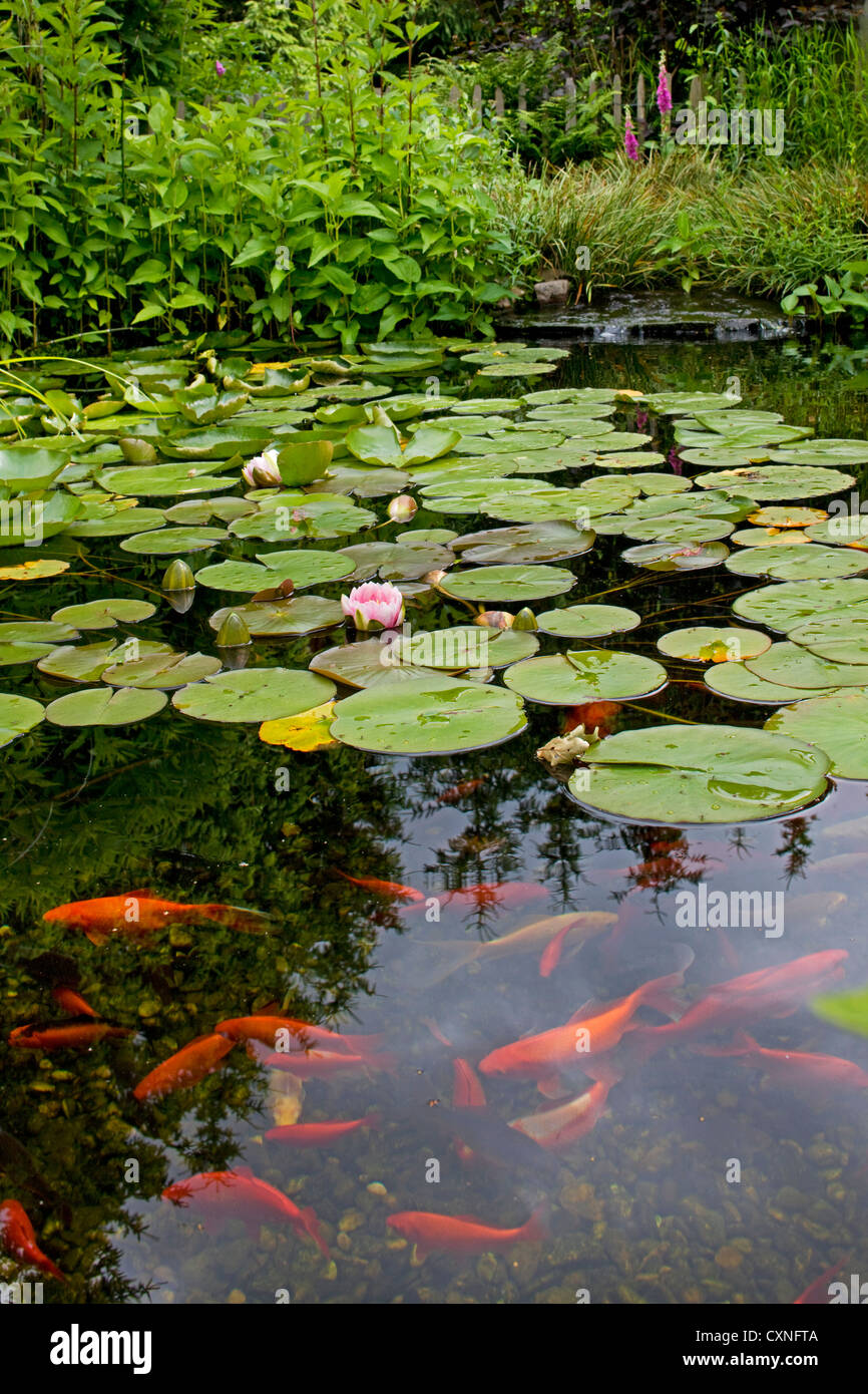 Goldfische (Carassius Auratus Auratus) im Gartenteich mit Seerosen Stockfoto