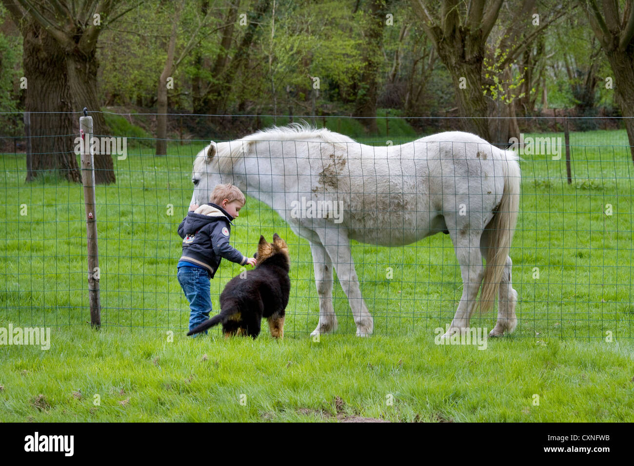 Neugierig Schäferhund Hund (Canis Lupus Familiaris) Welpen mit Kind betrachten Pferd durch Gartenzaun Stockfoto