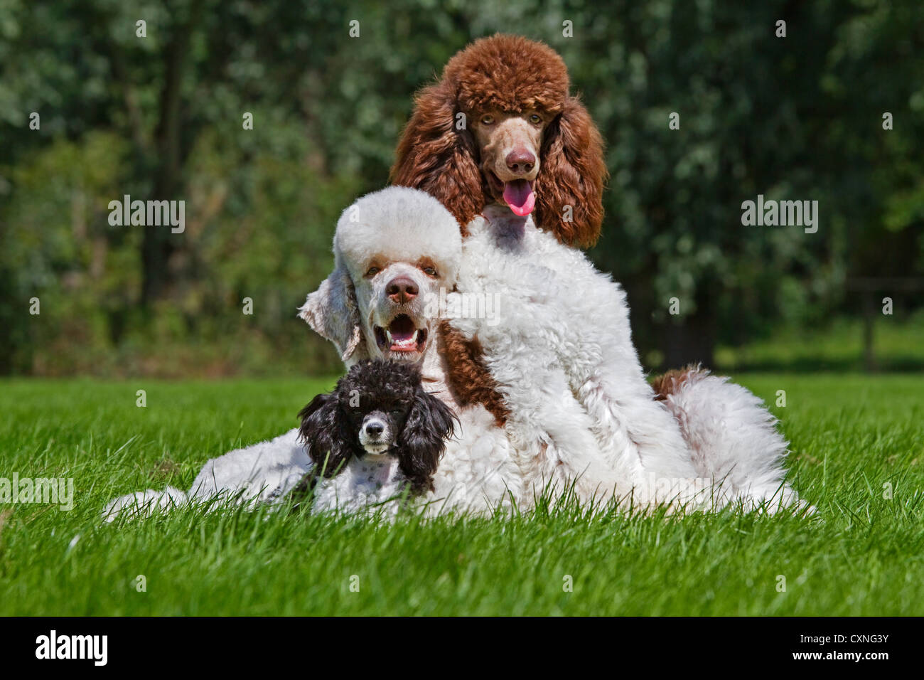 Harlekin und standard Pudel (Canis Lupus Familiaris) im Garten Stockfoto