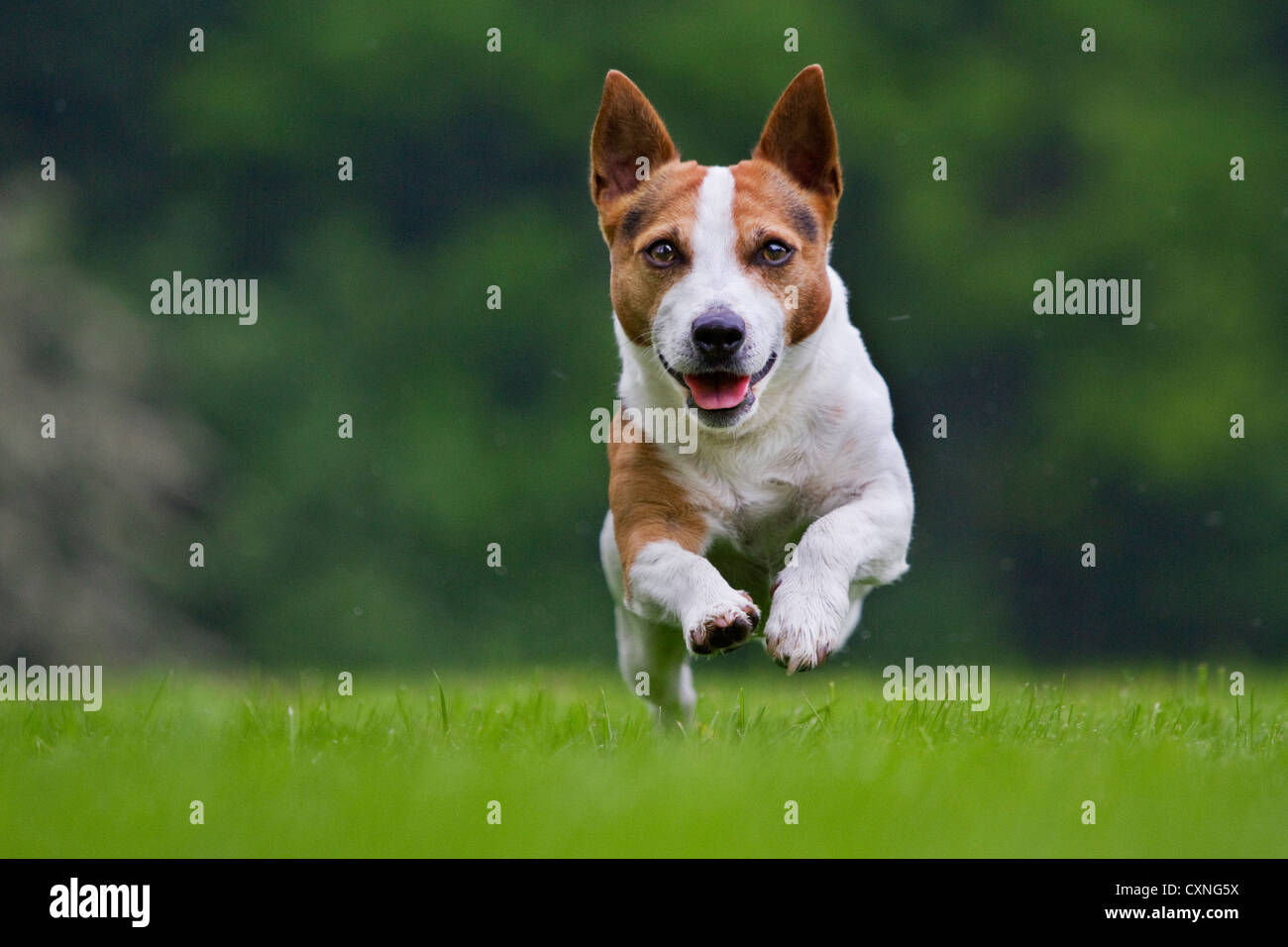 Glatt beschichteten Jack Russell Terrier (Canis Lupus Familiaris) im Garten laufen Stockfoto