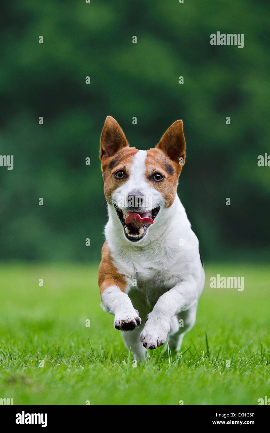 Glatt beschichteten Jack Russell Terrier (Canis Lupus Familiaris) im Garten laufen Stockfoto