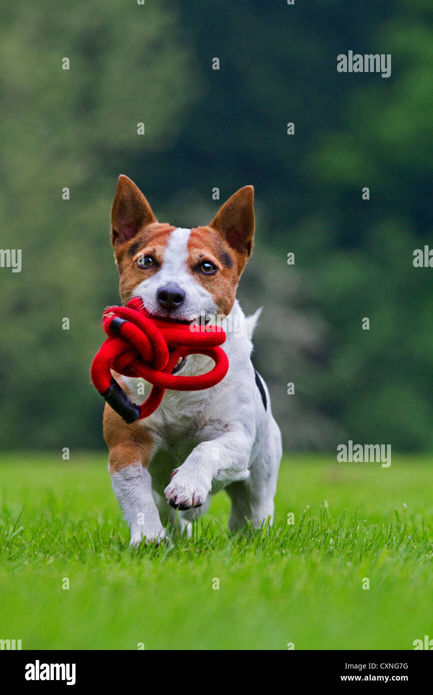 Glatte beschichtete Jack Russell Terrier (Canis Lupus Familiaris) laufen im Garten mit Blei im Mund Stockfoto