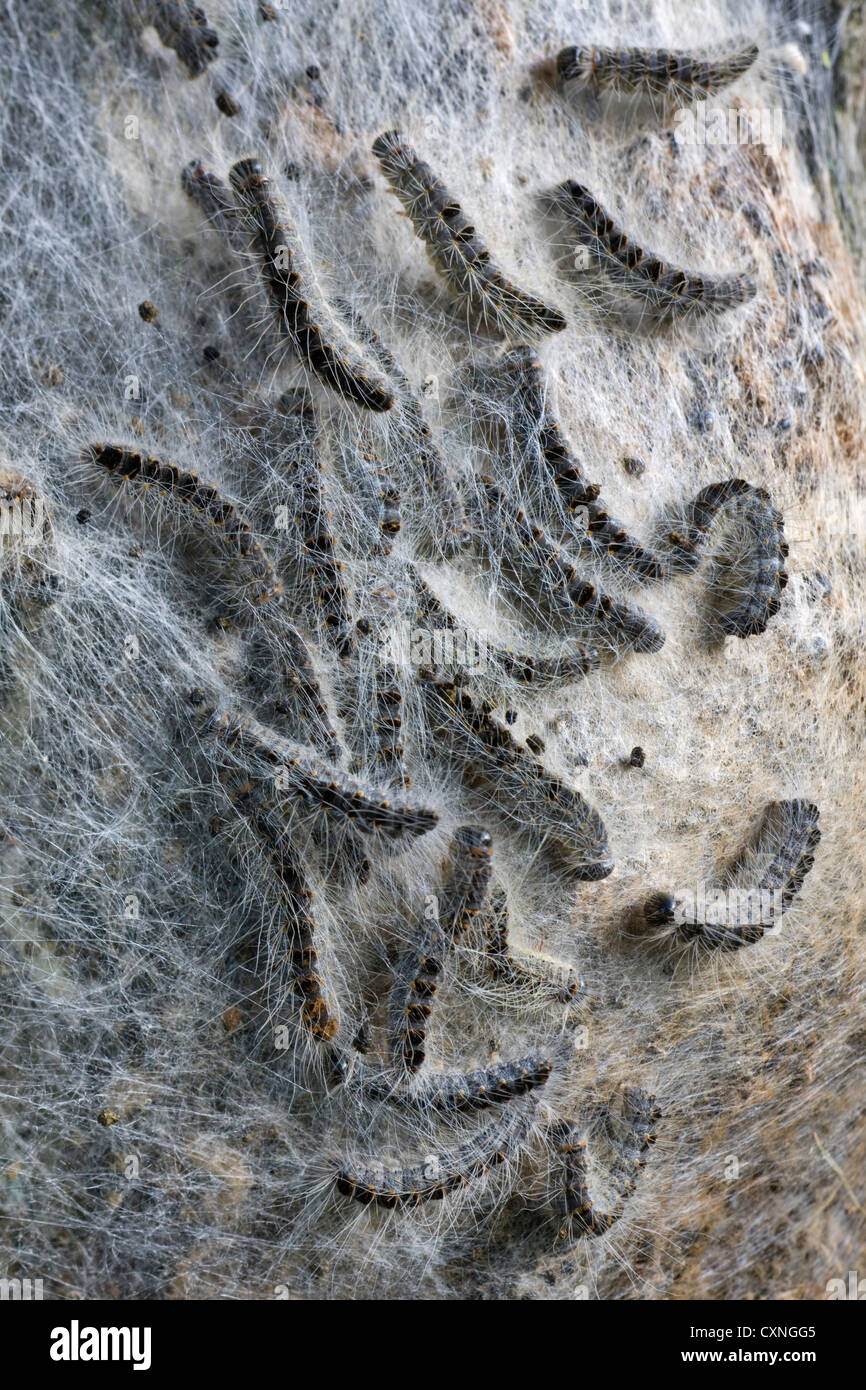 Nest der Eiche Pinienprozessionsspinner Raupen (Thaumetopoea Processionea) auf Baumstamm Stockfoto