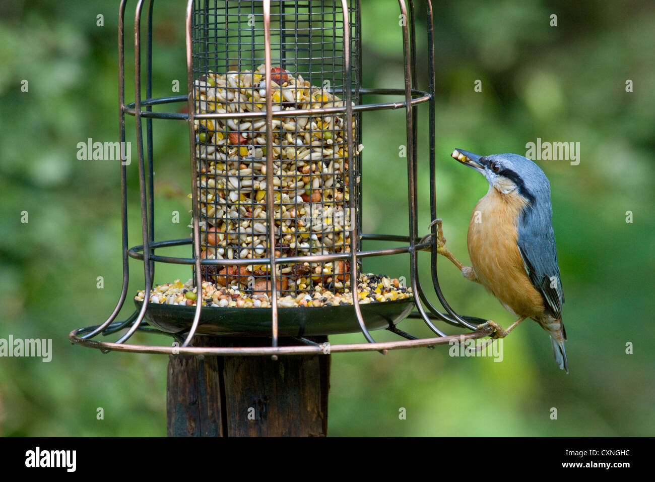 Eurasische Kleiber (Sitta Europaea) Essen von Futterhäuschen für Vögel im Garten Stockfoto