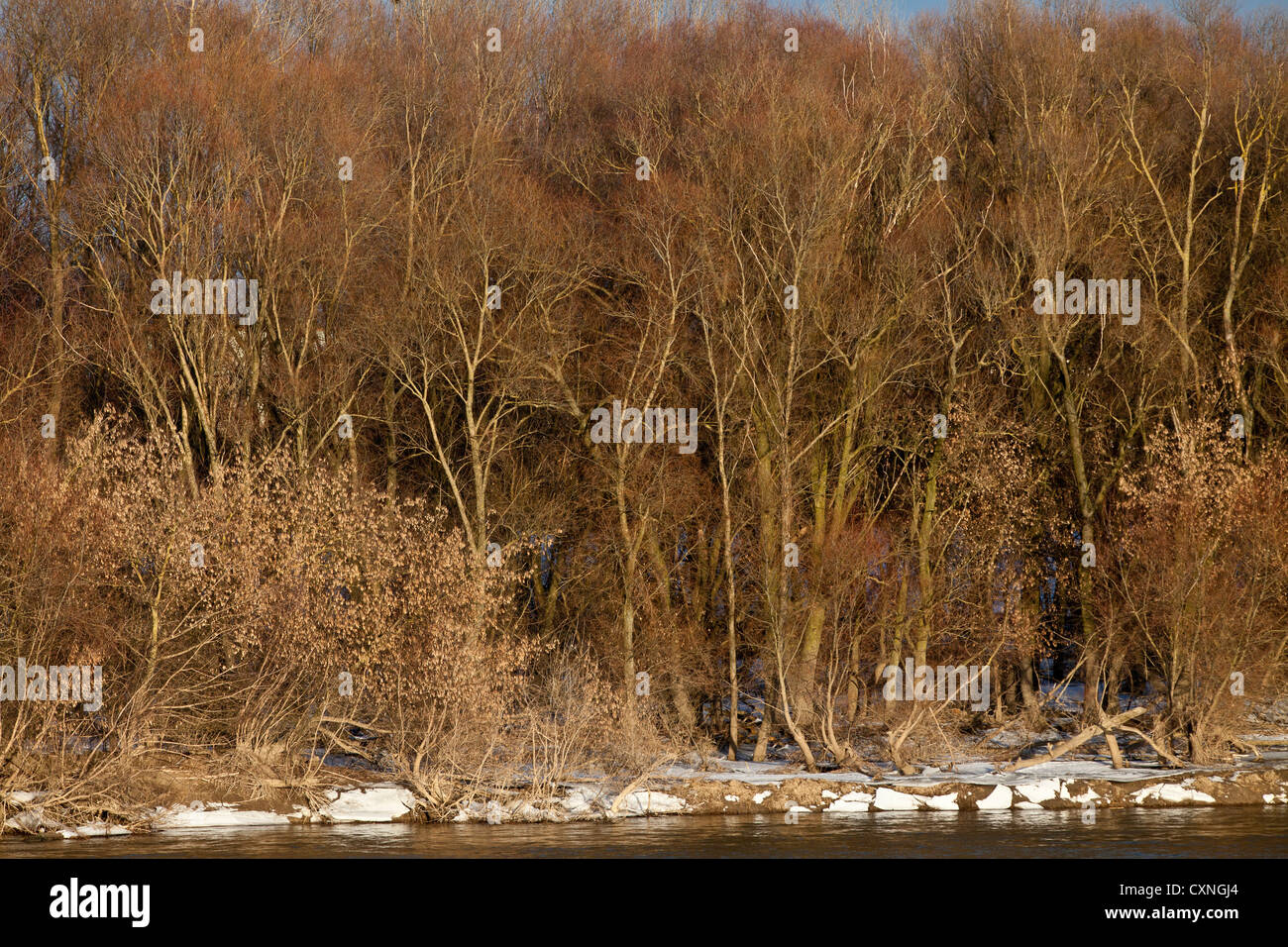 Winter im Kampinos in der Nähe von Warschau, Bank des Vistula Flusses Masowien, Polen, Europa, Stockfoto