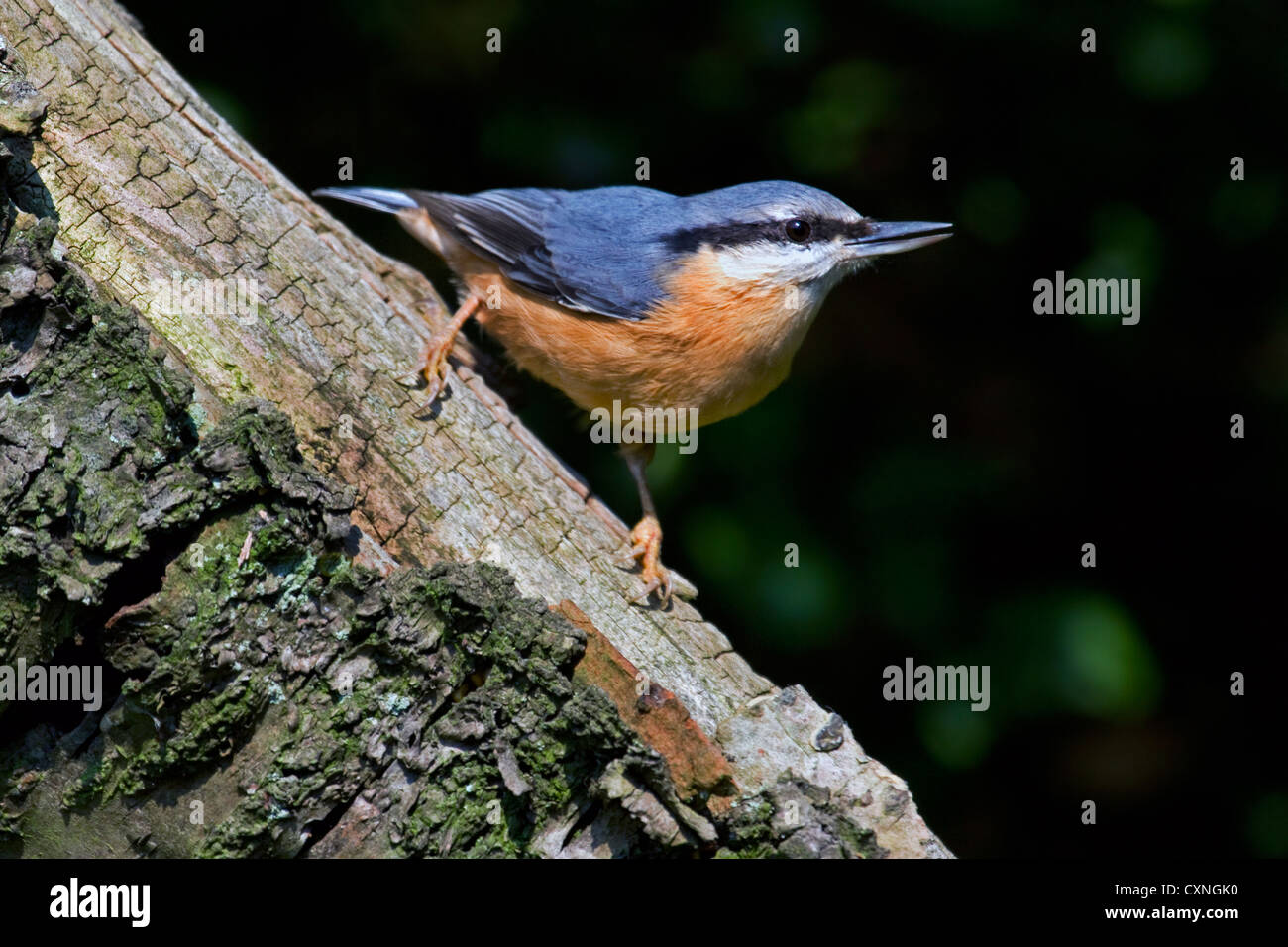 Eurasische Kleiber (Sitta Europaea) auf Nahrungssuche am Stamm des Baumes im Wald Stockfoto