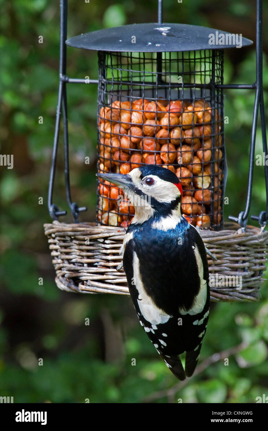 Buntspecht / größere Spotted Woodpecker (Dendrocopos großen) männlich