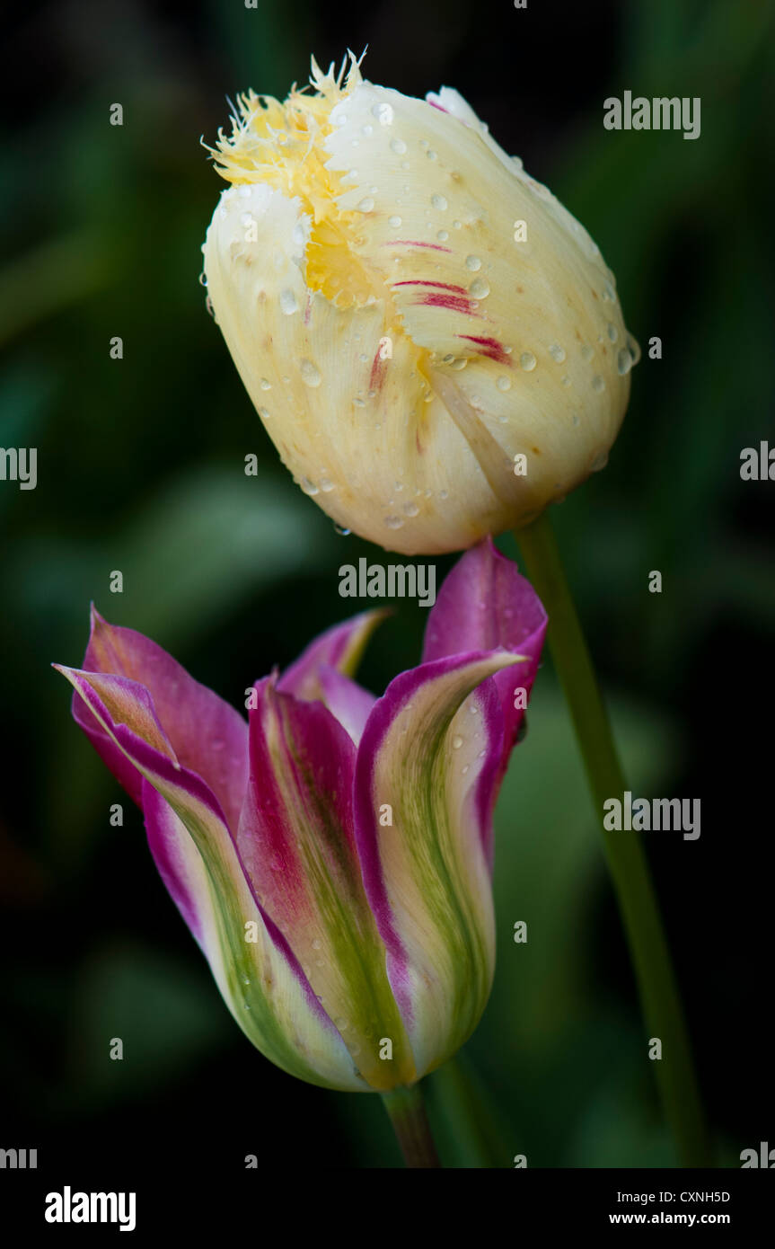 Blume im Eden Project, Cornwall Stockfoto