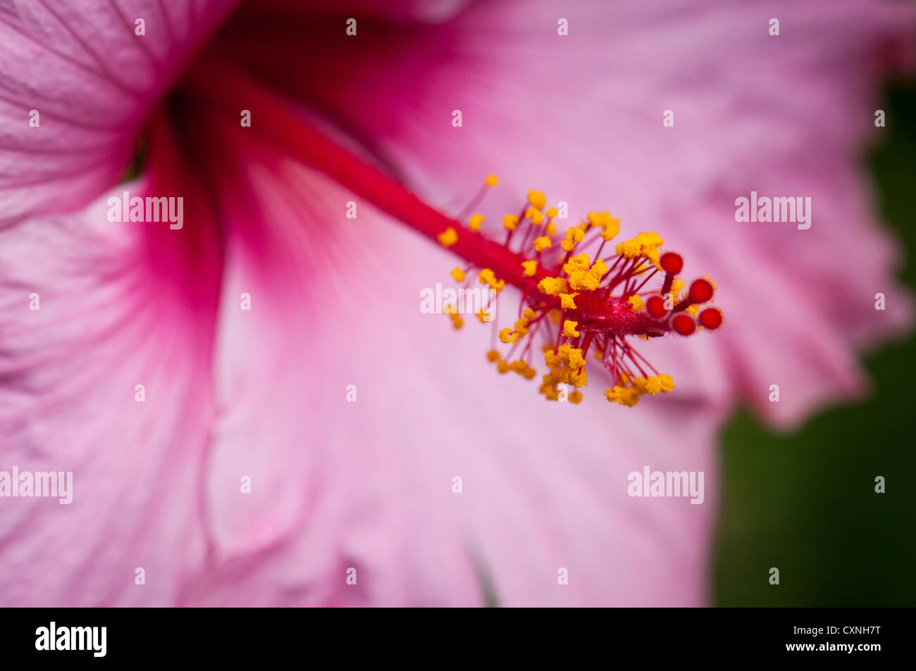 Blume im Eden Project, Cornwall Stockfoto