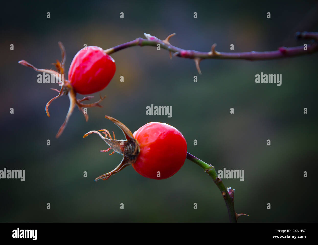 Hund Hagebutte (Rosa Canina). Stockfoto