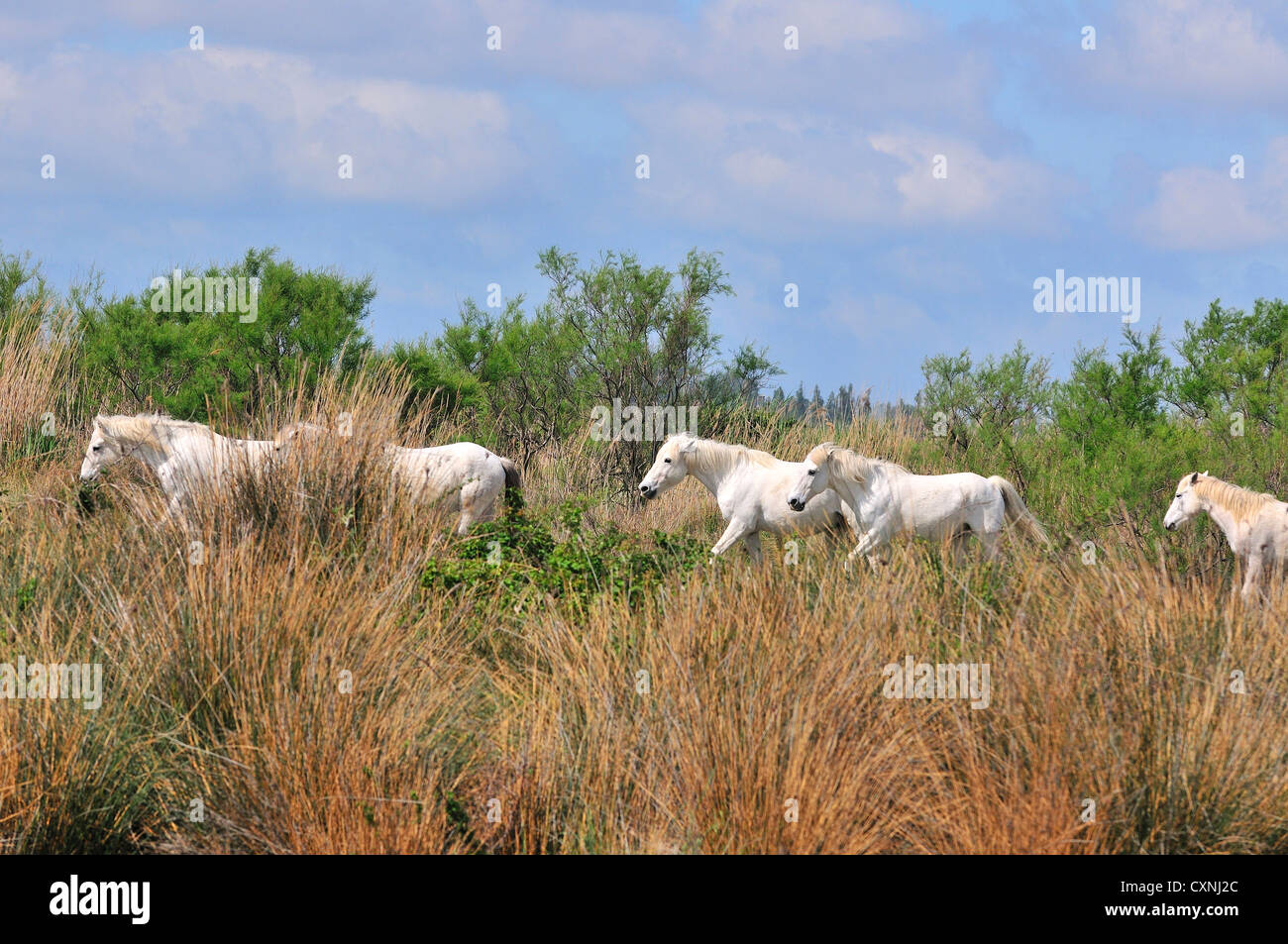 Camargue Wildweiße Pferde weiden in den Sümpfen in der Nähe von Saintes Maries de la Mer, Camargue, Frankreich Stockfoto