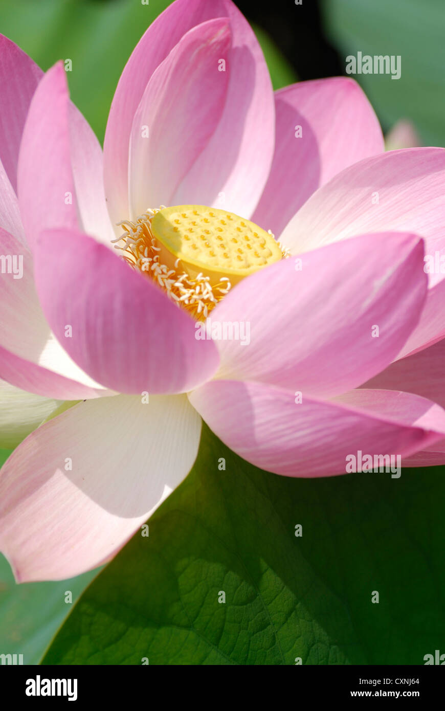Rosa Lotusblume mit grüner Lotus lässt im Hintergrund Nelumbo nucifera Stockfoto