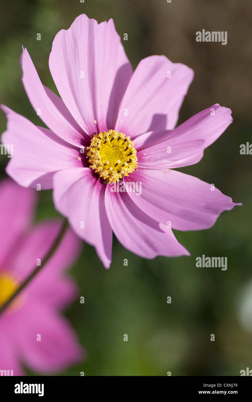 Lila Cosmo Blume mit Schwerpunkt grüner Hintergrund Stockfoto