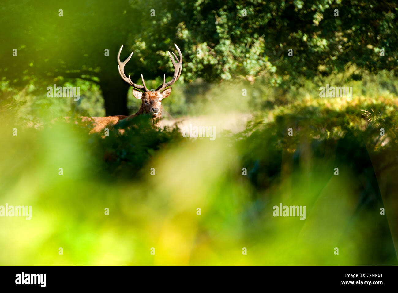 Rotwild-Hirsch im Richmond Park Stockfoto
