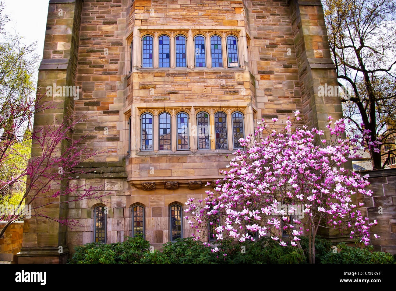 Yale University viktorianischen Gebäude Windows Magnolia, Frühling, New Haven Connecticut Stockfoto