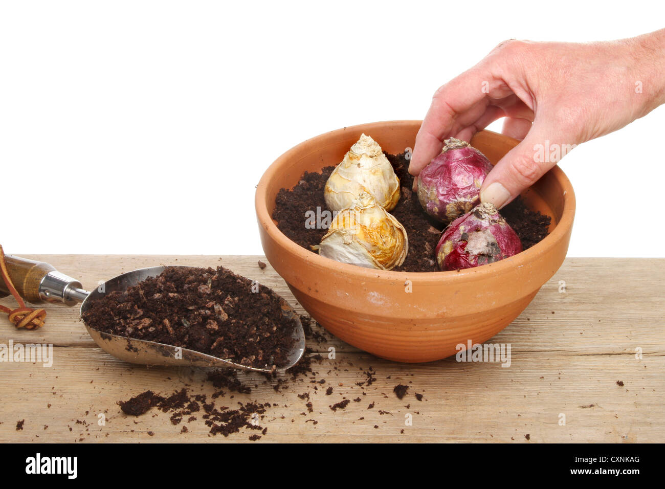 Hand, die Pflanzung einer Hyazinthen Glühbirne in eine düstere Kompost mischen in einem Terrakotta-Topf auf eine Pottingbank Stockfoto