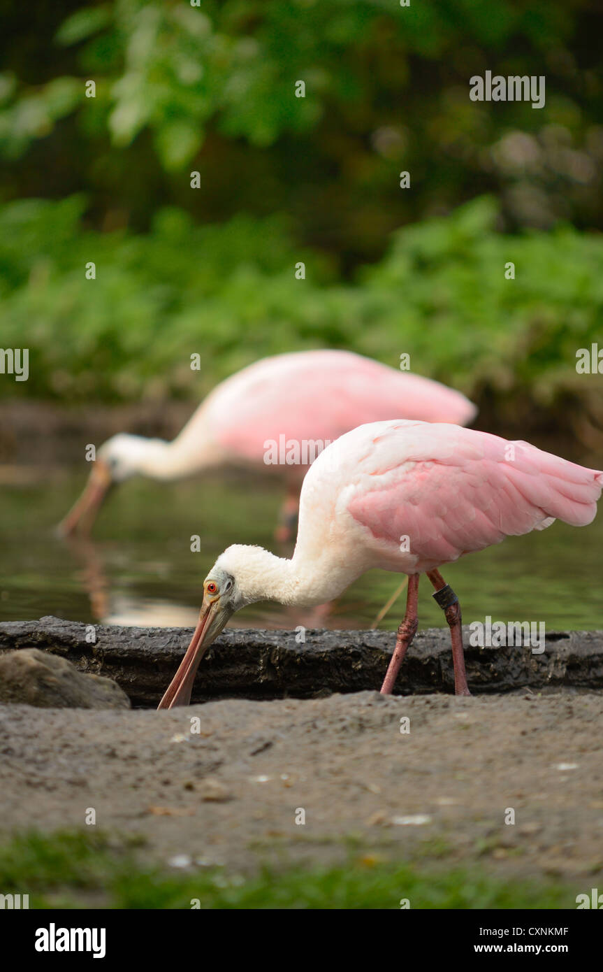 Zwei Vögel (rosige Löffler) während ihrer Fütterung. Stockfoto