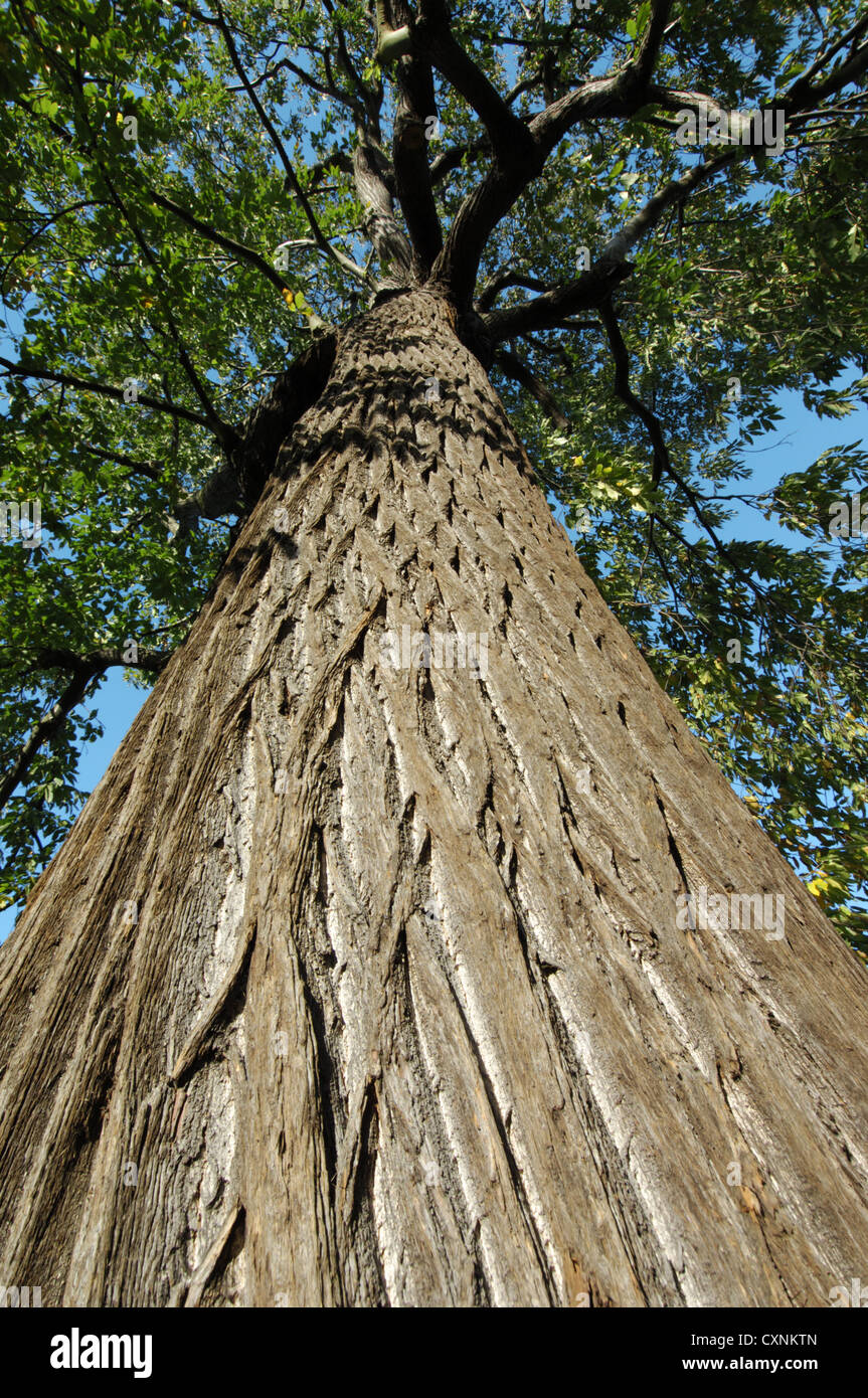 Edelkastanie castanea sativa -Fotos und -Bildmaterial in hoher ...