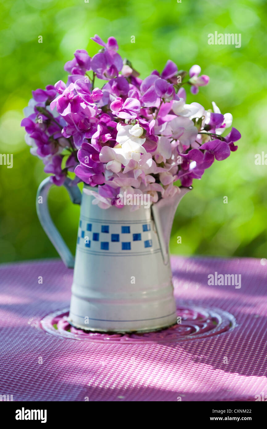 Sweet Pea-Blumen Stockfoto