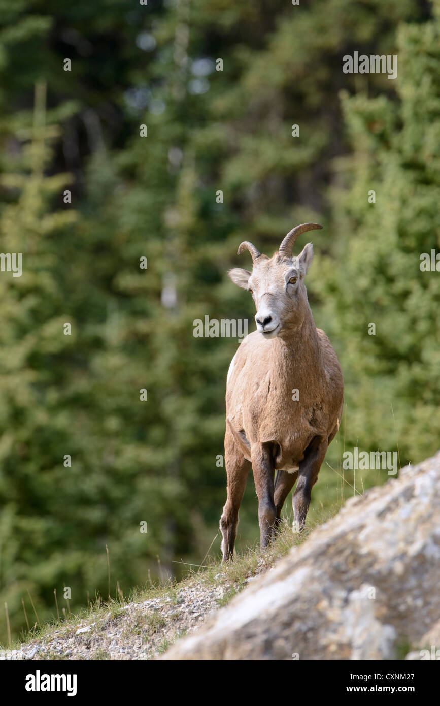 Rocky Mountain Bighorn Ewe - Ovis Canadensis - Northern Rockies Stockfoto
