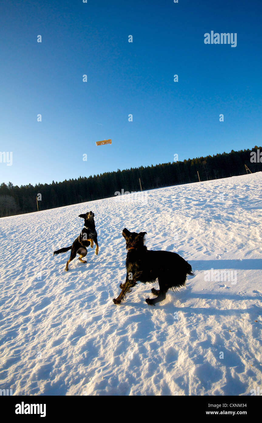 Verspielte Hunde jagen airborne Stick auf hartem Schnee an einem schönen sonnigen Tag. Stockfoto