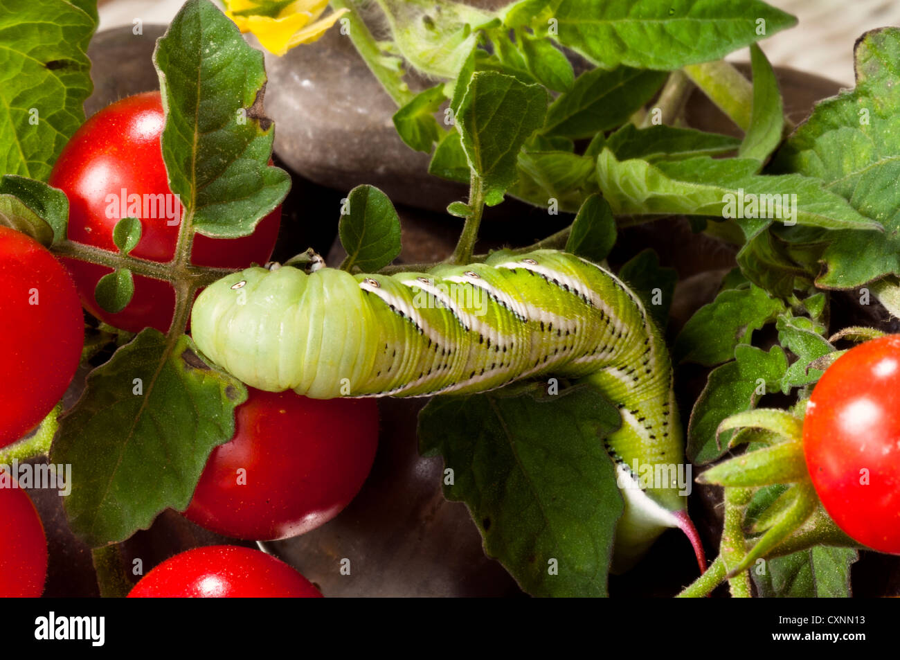 Tomaten-Horn-Wurm (Manduca Sexta) auf eine Tomatenpflanze