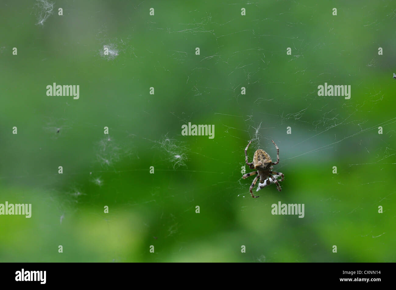 Nahaufnahme einer braune Spinne Stockfoto