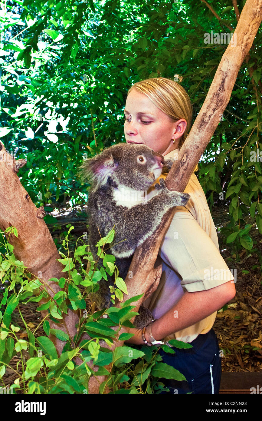 Queensland Weiblicher Koala Phascolarctos Cinereus Fotos Und Bildmaterial In Hoher Aufl Sung