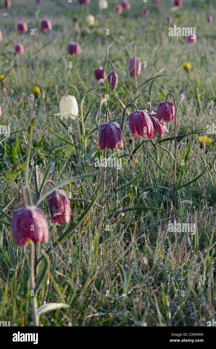 Schlange den Kopf Fritillaria in Nordwiese, Cricklade Stockfoto