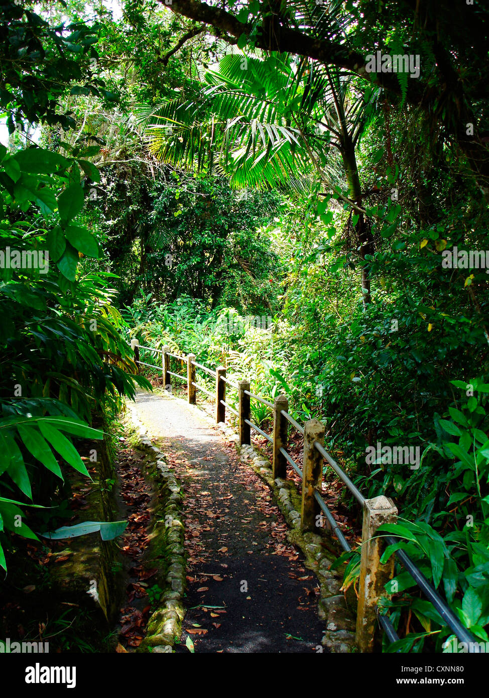 Puerto Rico, Luquillo, El Yunque National Forest Trail. Stockfoto