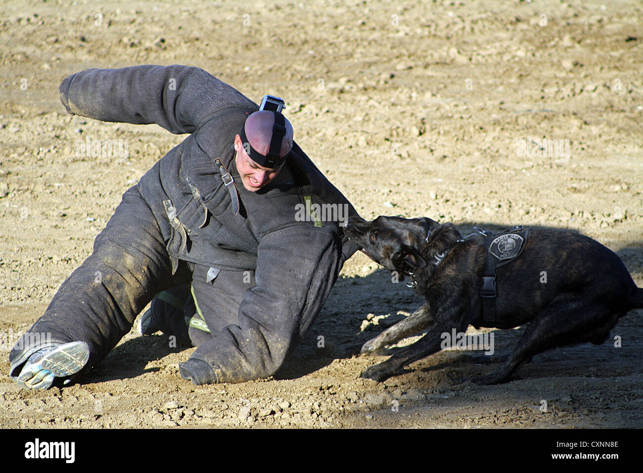 Polizei Hund Holländischen Schäferhund anzugreifen Handler während einer Übung in Orange County Kalifornien, USA Stockfoto