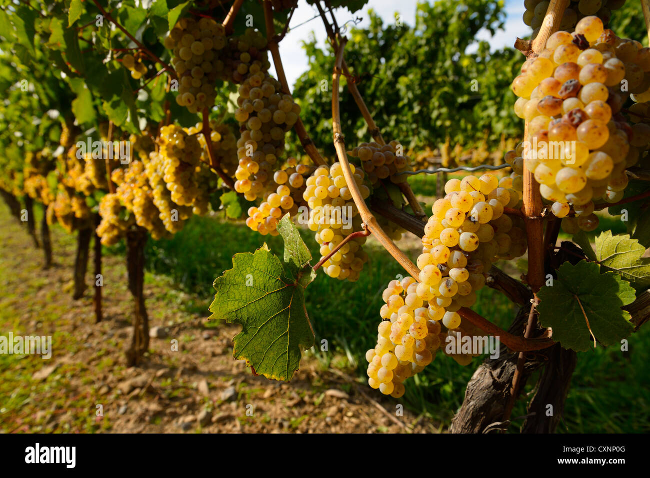 Reife goldene Riesling-Trauben auf Reihen von Weinstöcken in Niagara auf dem See Weinberg Weingut Ontario Stockfoto