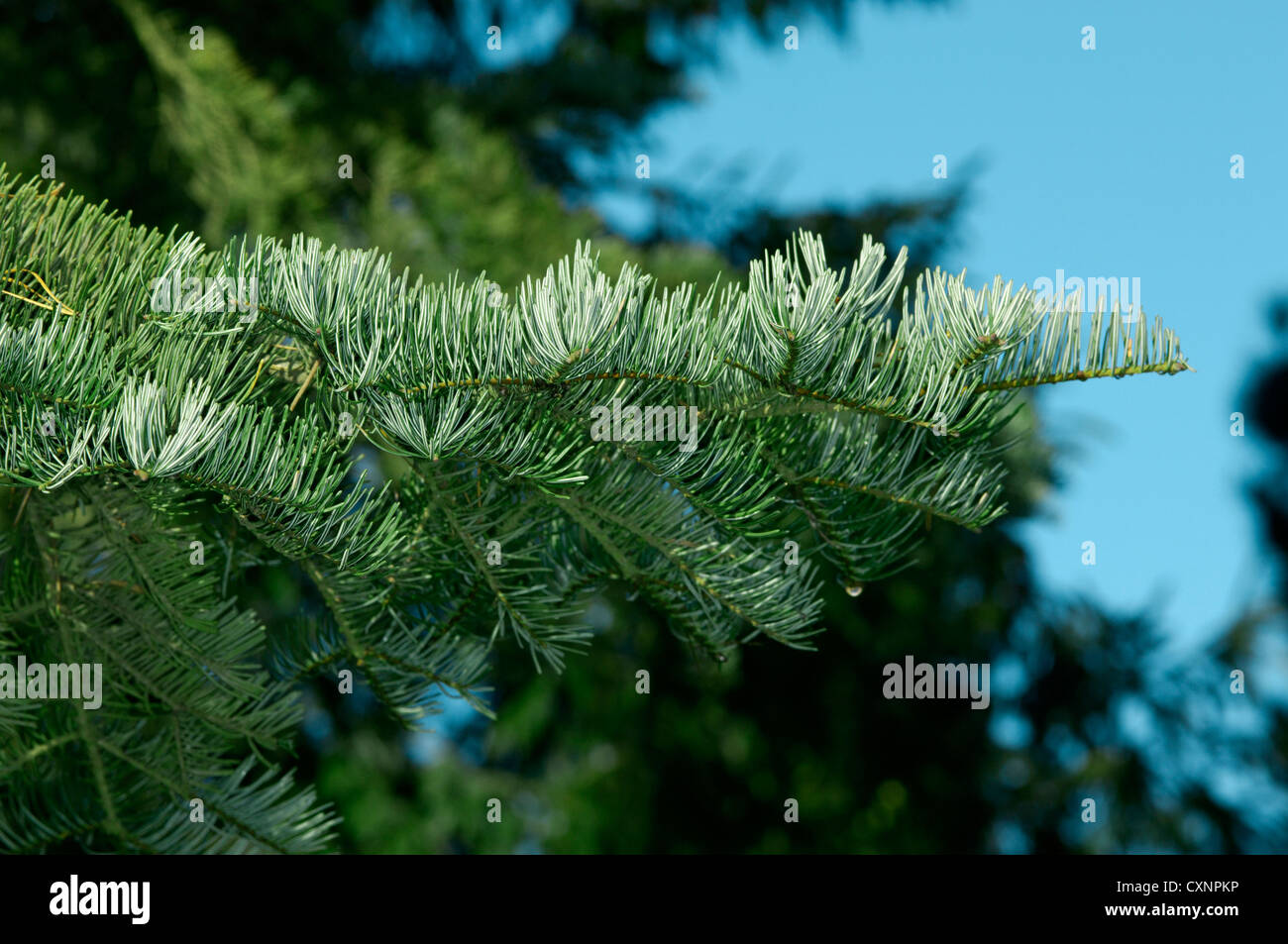 Colorado weiss Tanne Abies Concolor (Tannenbäumen) Stockfoto