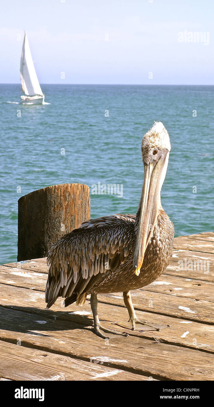 Braune Pelikan flirt am Stearns Wharf in Santa Barbara, Kalifornien, USA Stockfoto