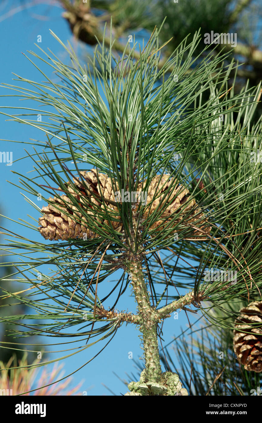 Ponderosa Pine (Western Yellow Pine) Pinus Ponderosa (Tannenbäumen) Stockfoto