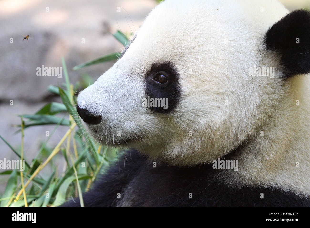 Chinesischer Panda (Ailuropoda Melanoleuca) genießt Bambus Stockfoto